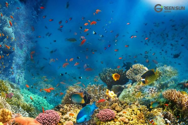 Philippines Travel Guide | Everything You Need to Know - Diving
